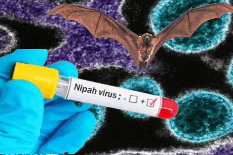 எச்சரிக்கை! மீண்டும் அடியெடுத்து வைக்கும் மரண நிழல் – நிபா வைரஸ்!