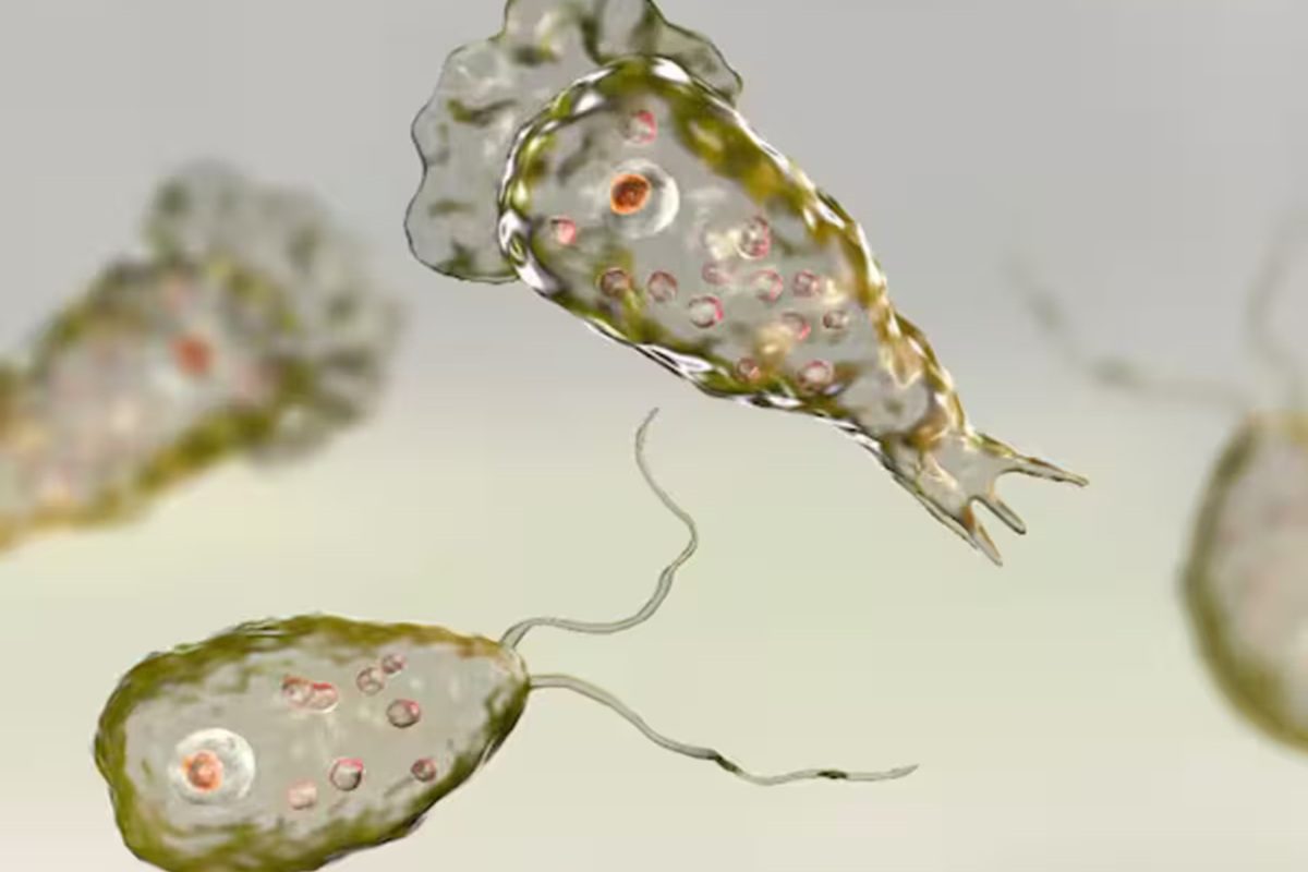 இந்தியாவில் பேரதிர்ச்சி! மூளையை உண்ணும் அமீபா! கேரளாவில் உயிர்ப்பலி!