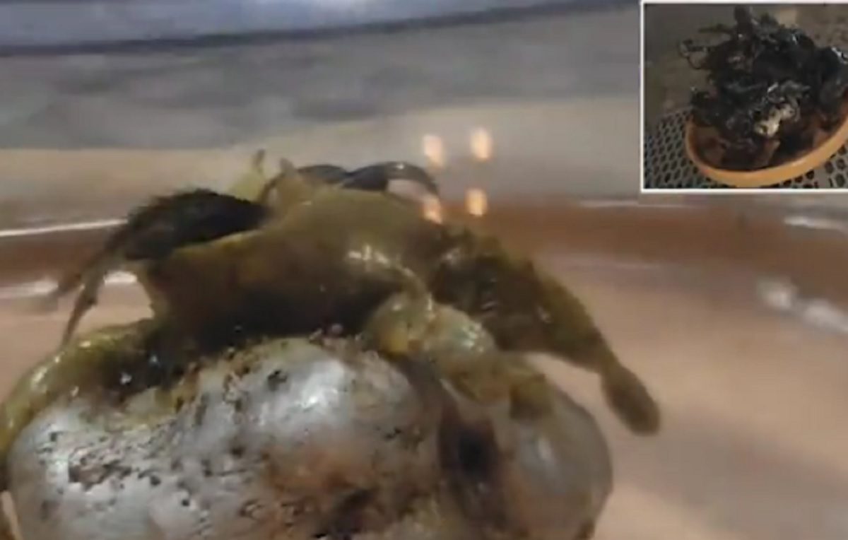 விழுந்த விண் கல்லில் இருந்து வெளியே வந்த மர்ம உயிரினம்: ஏலியன் என மக்கள் அச்சம் !