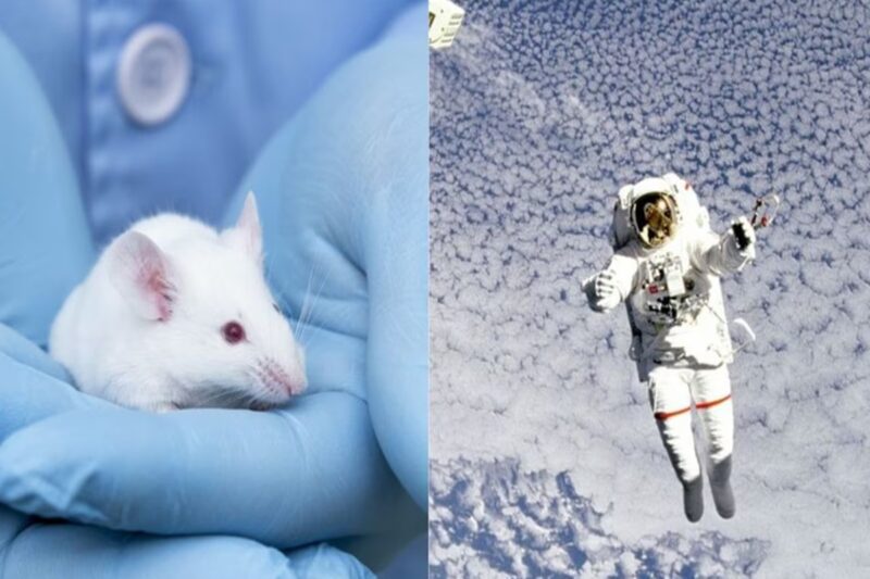 விண்வெளிப் பயணத்திற்கு விசித்திரமான முயற்சி: விஞ்ஞானிகள் தீவிரம்!