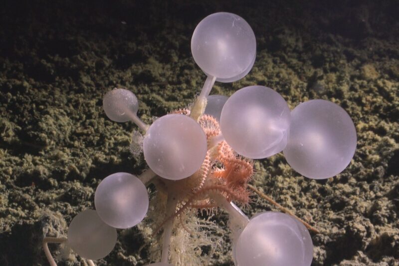 உறைந்த ஆழத்தில் உறைந்து போன ரகசியங்கள் –  ‘மரணப் பந்து கடற்பாசி’